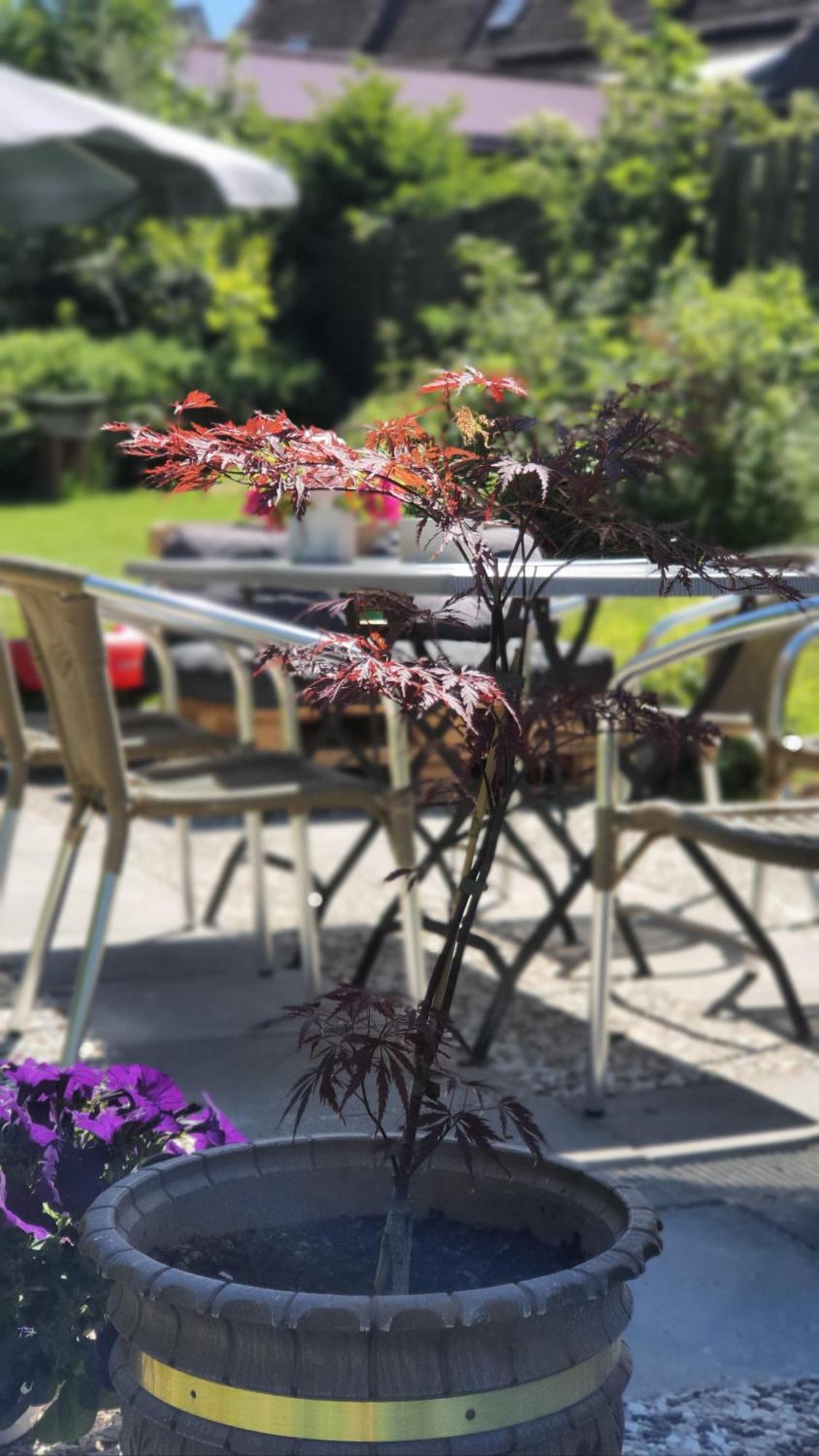 Hotel Schneiderhof Braunlage Eksteriør bilde